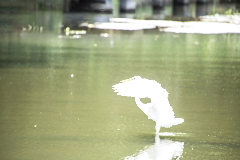 水元公園ポタリング 02