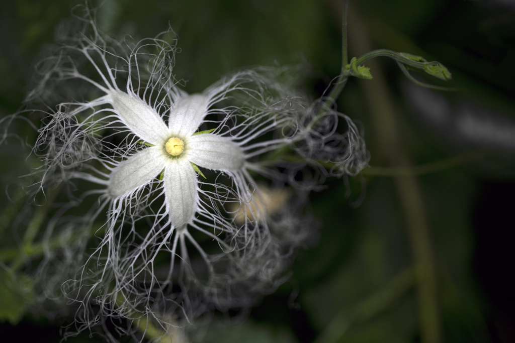 夏の夜の花 03