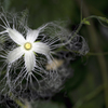 夏の夜の花 03