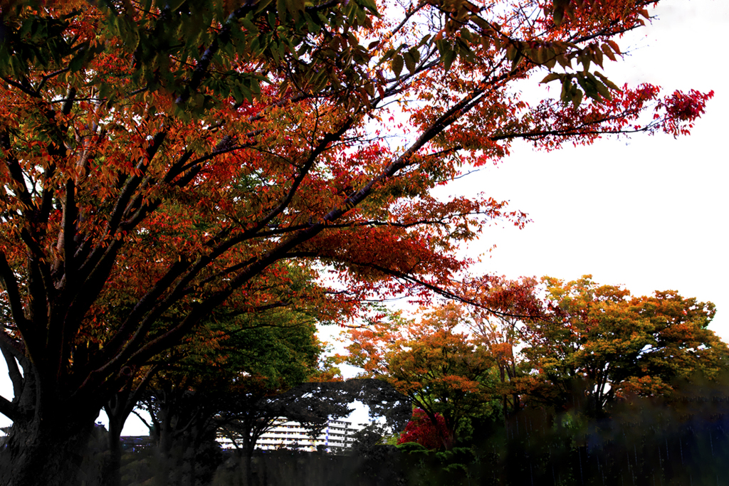 薄暮の紅葉 01