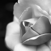 Monochrome flower 05