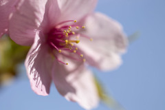 早咲き桜 03
