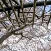 近所の桜 03