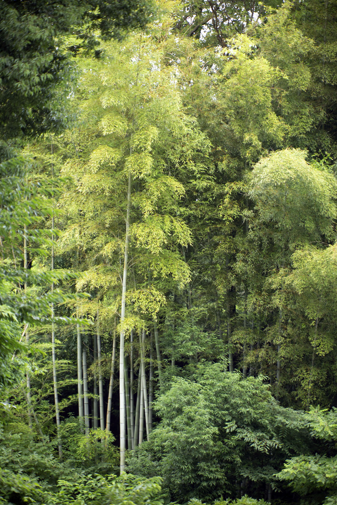 Beautiful bamboo forest 02