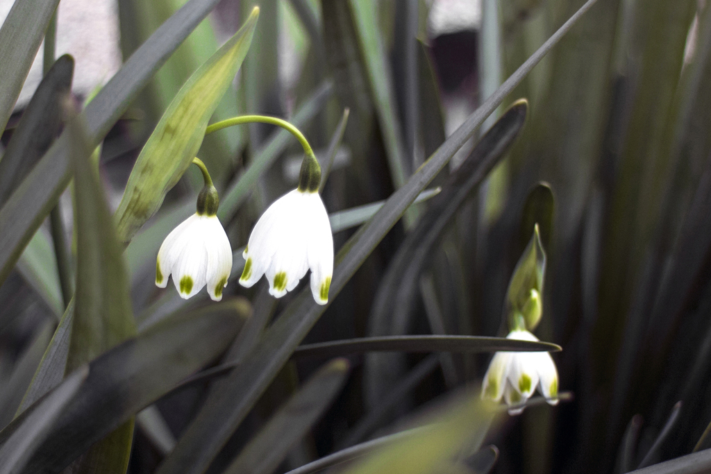 Spring of the roadside 05