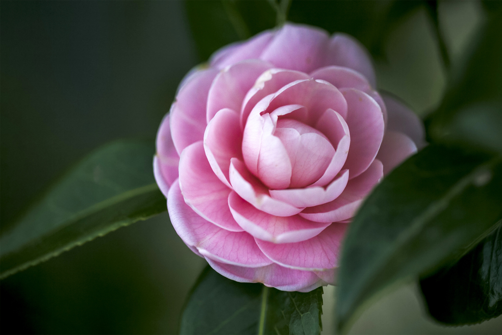 冬の花 05
