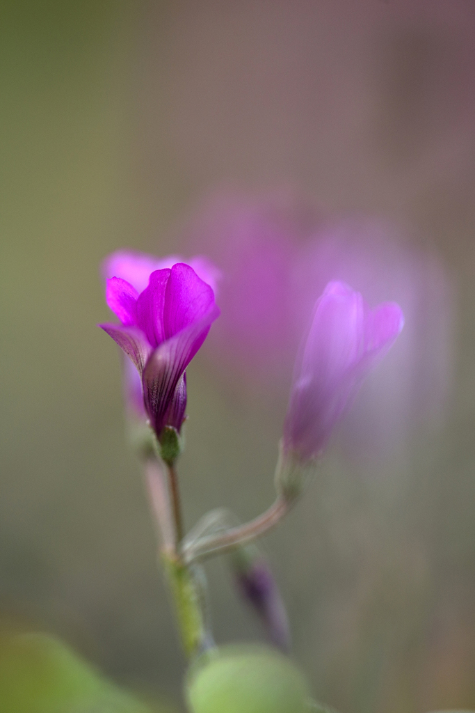 Spring of the roadside 02