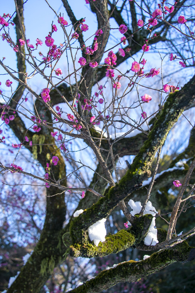 寒紅梅と雪景色 02