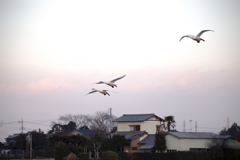 白鳥の田んぼ 10