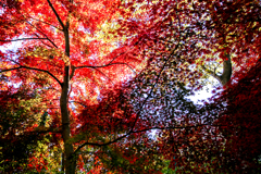 師走の紅葉 05
