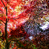師走の紅葉 05