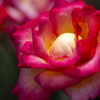 薔薇の灯り