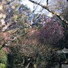 冬の温光 01