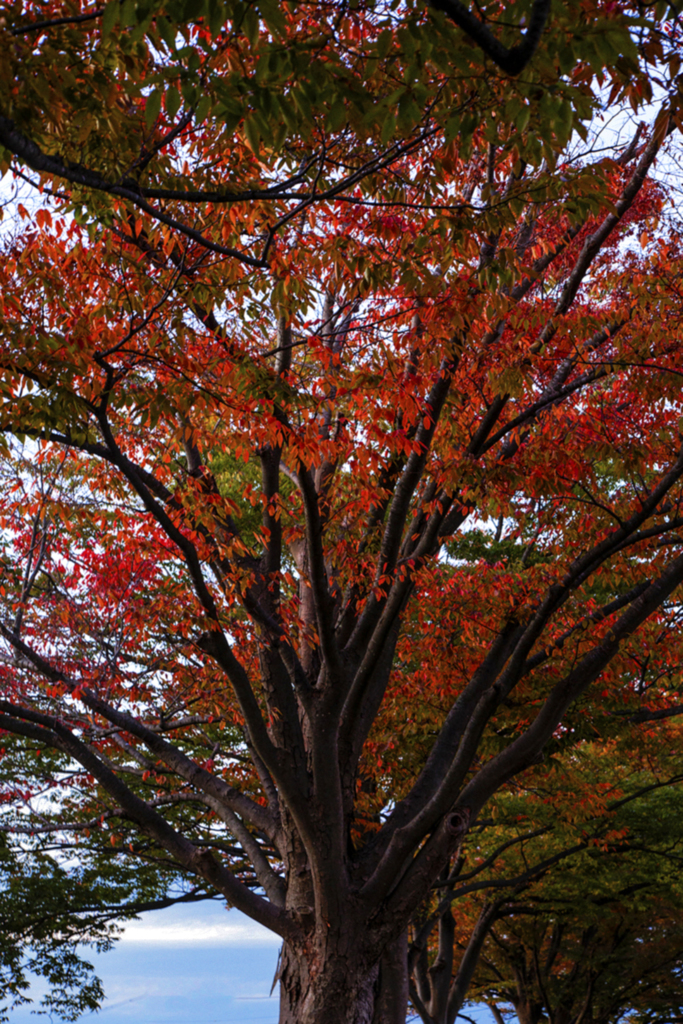 薄暮の紅葉 02