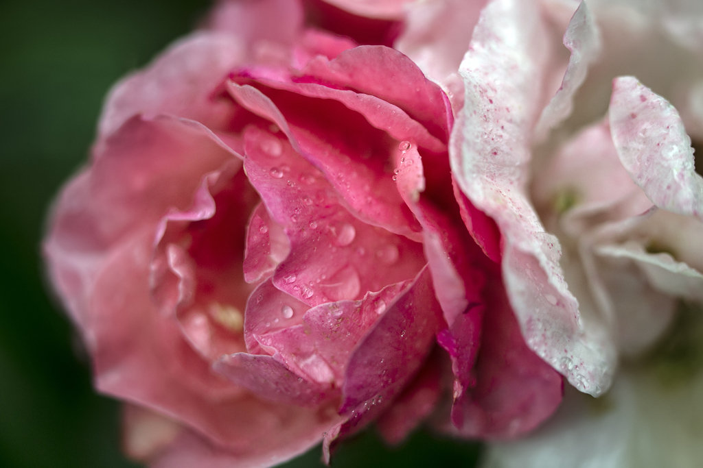 雨に咲く花 12