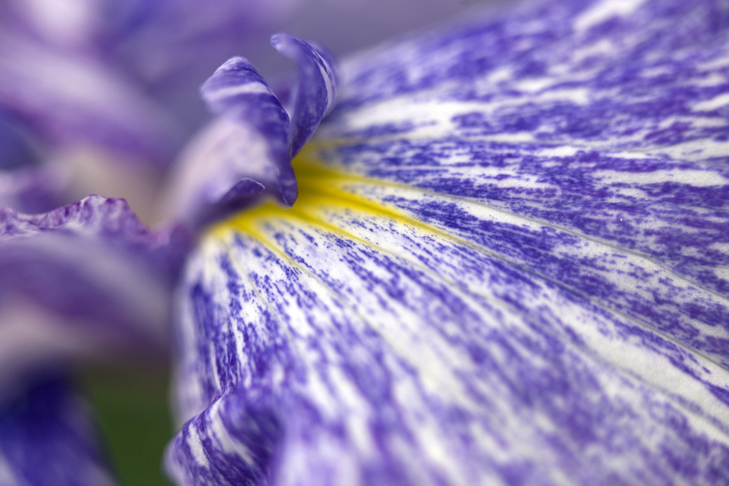 花菖蒲祭り 09