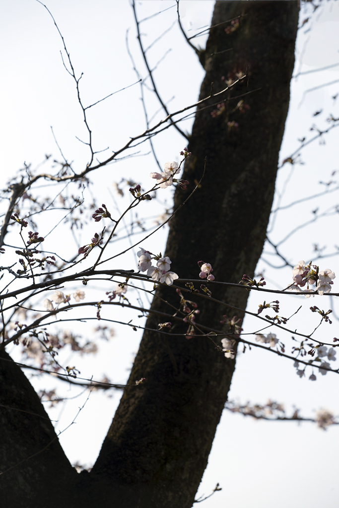 開花 05