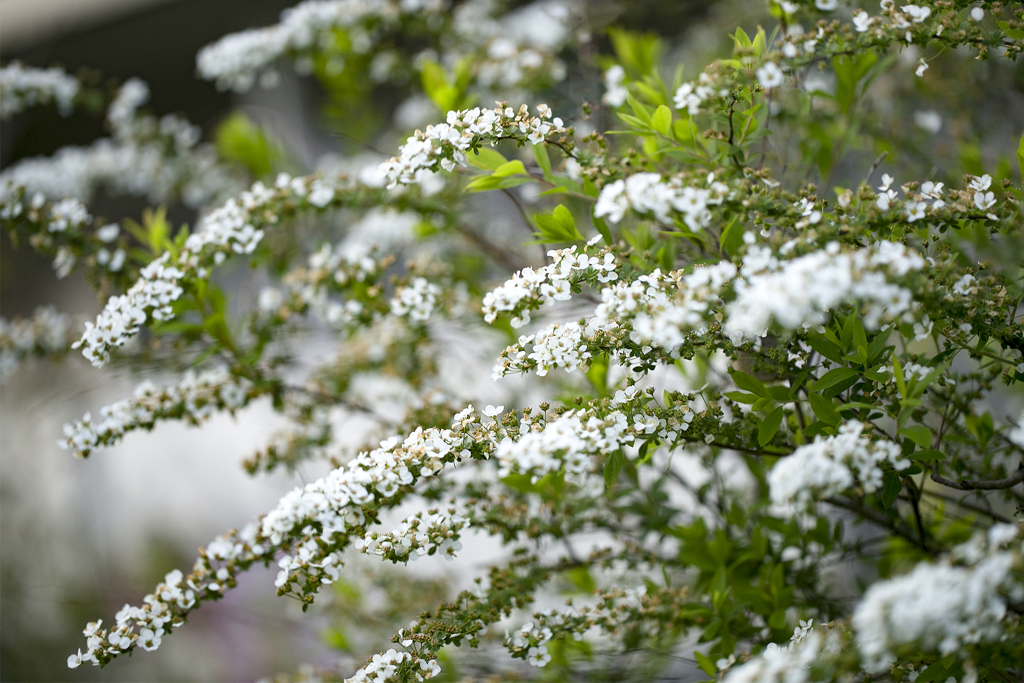 春花繚乱 13