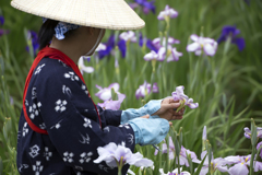 花菖蒲祭り 12