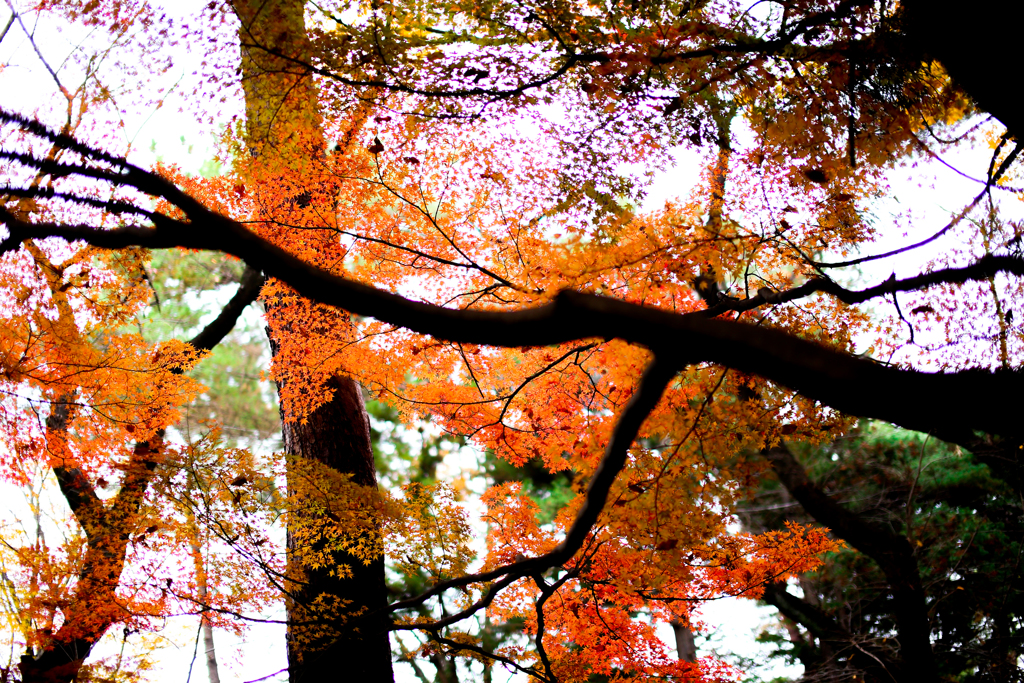 晩秋の彩（大宮公園） 15