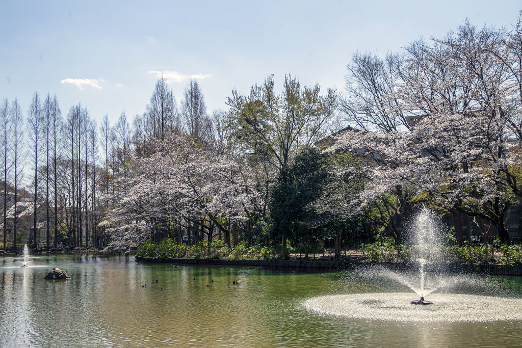 噴水池のさくら.01