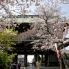 古刹のさくら.02