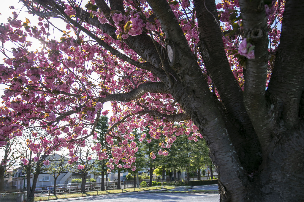 里桜 05