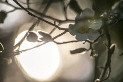 辛夷の花が咲く頃 03