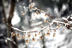 立春の雪景色（市川自然観察園） 07