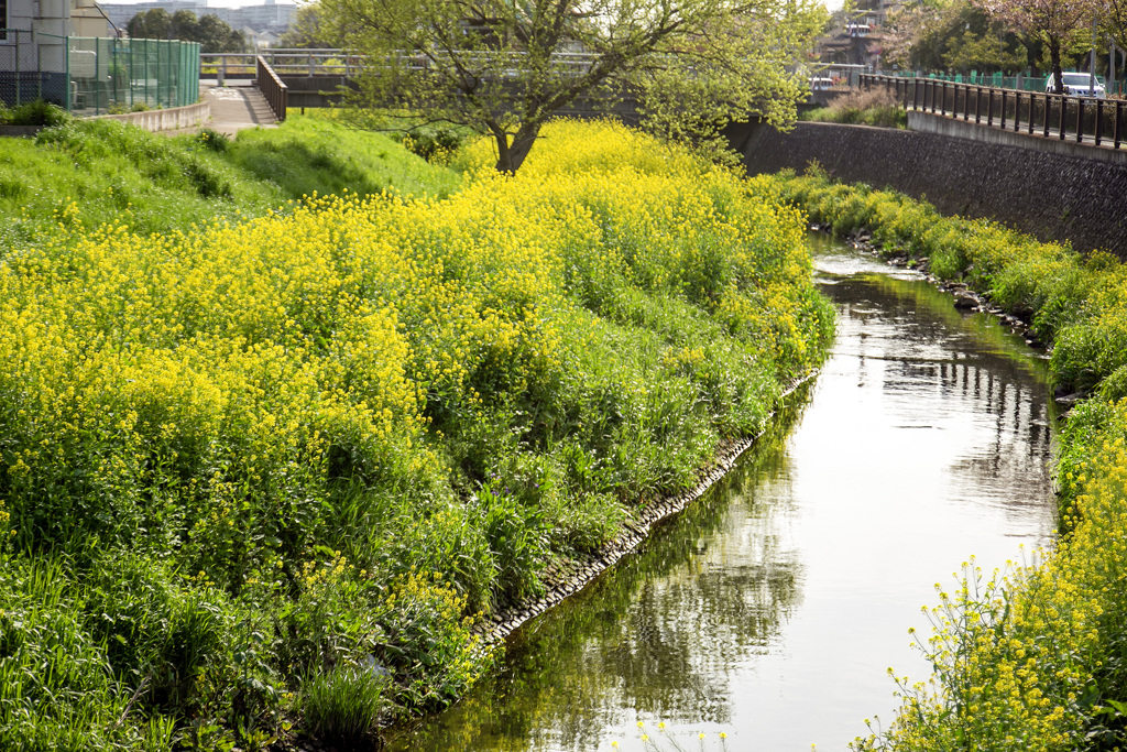 菜の花咲き誇るt都市河川 04