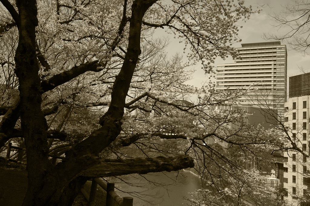 北の丸公園 01