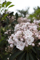 金平糖の花