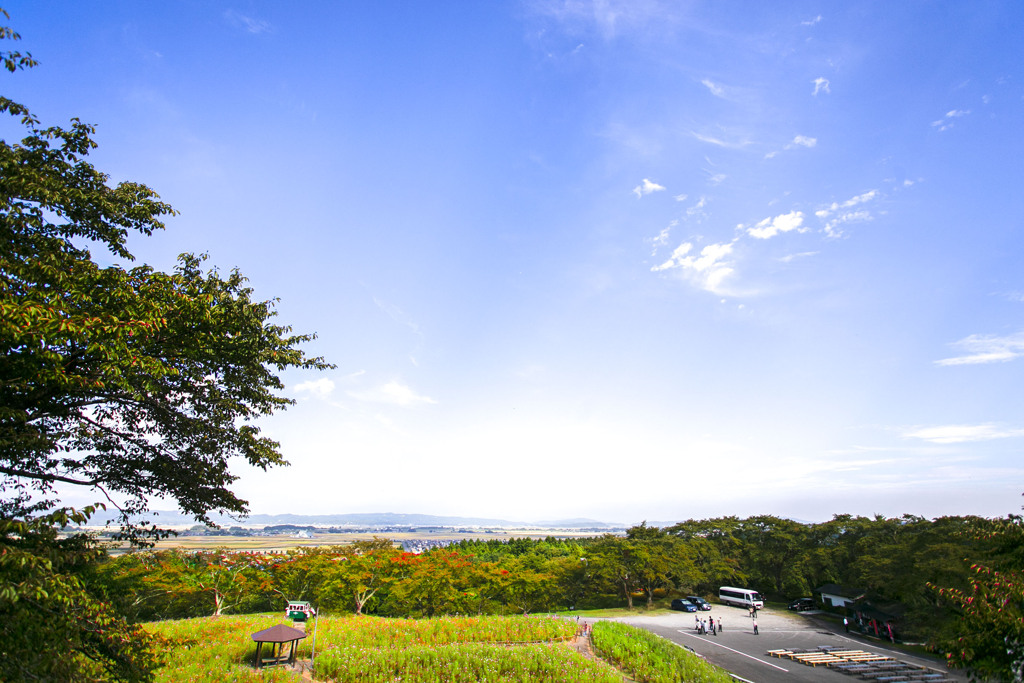 松山御本丸コスモス園 07