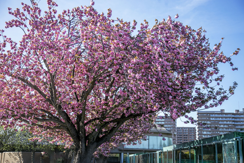 里桜 01