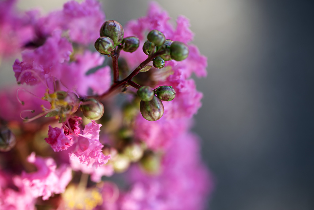 灼熱に咲く花 01