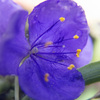 雨に咲く花 03