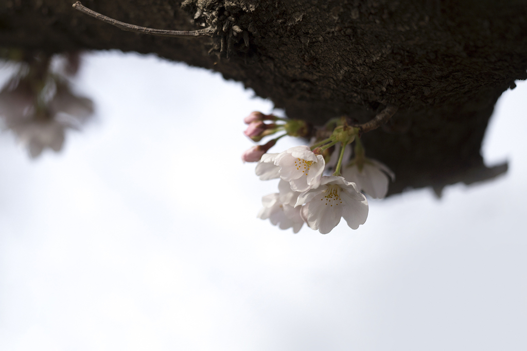 花便り 07