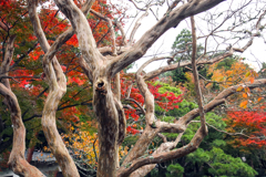 錦秋の成田山公園 19