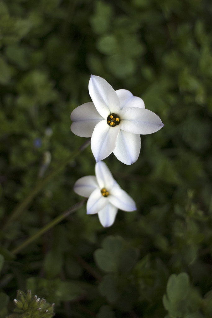 Spring of the roadside 04
