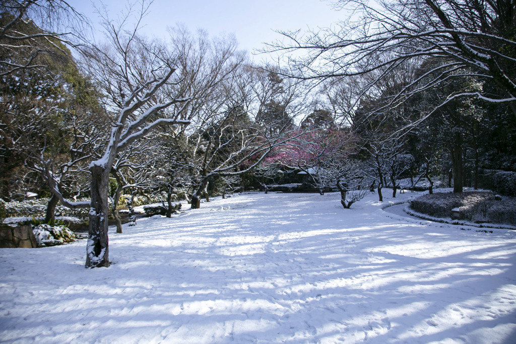 立春の雪景色（八重の紅梅） 01