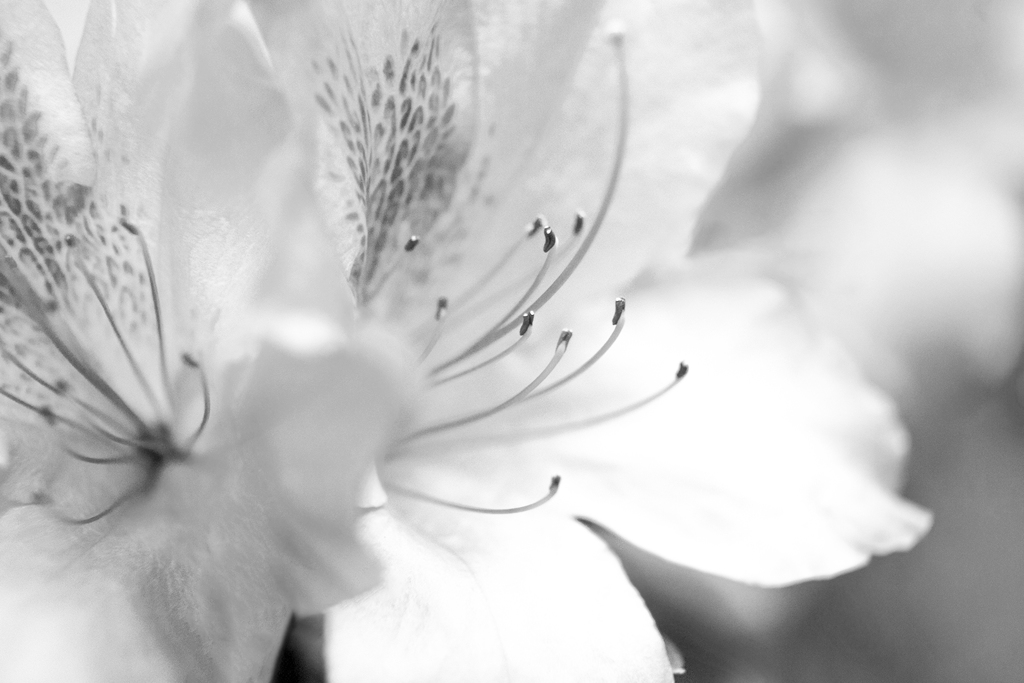 Monochrome flower 04