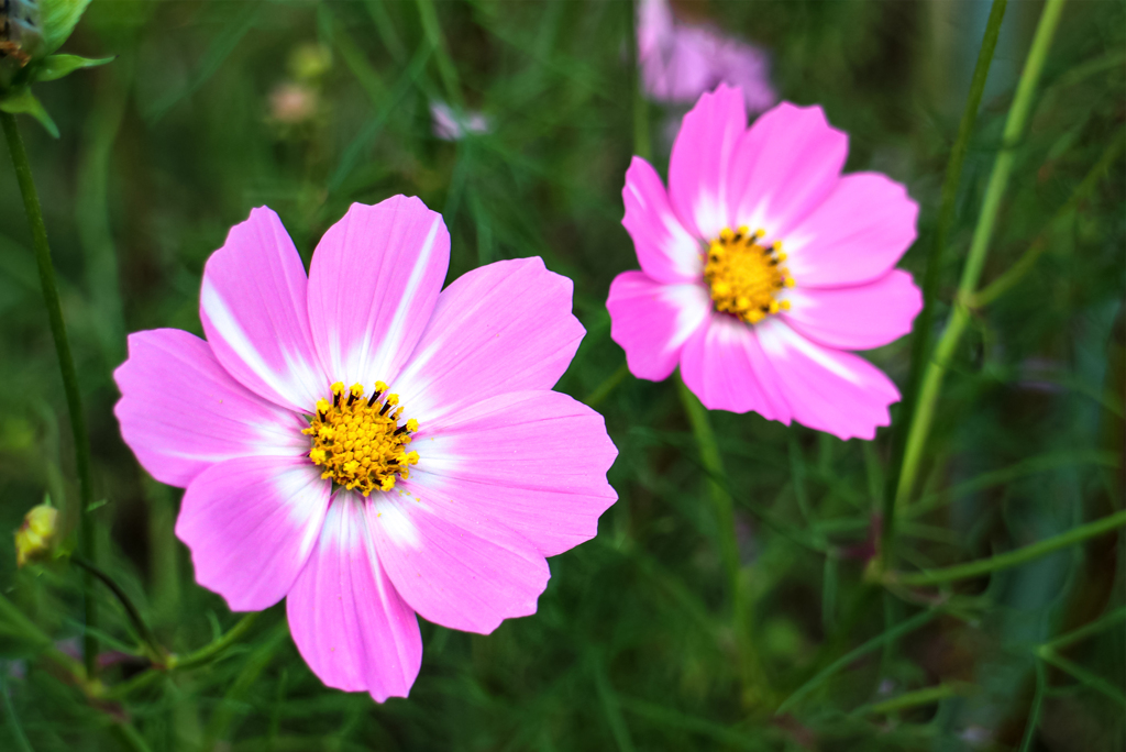 残り花 02