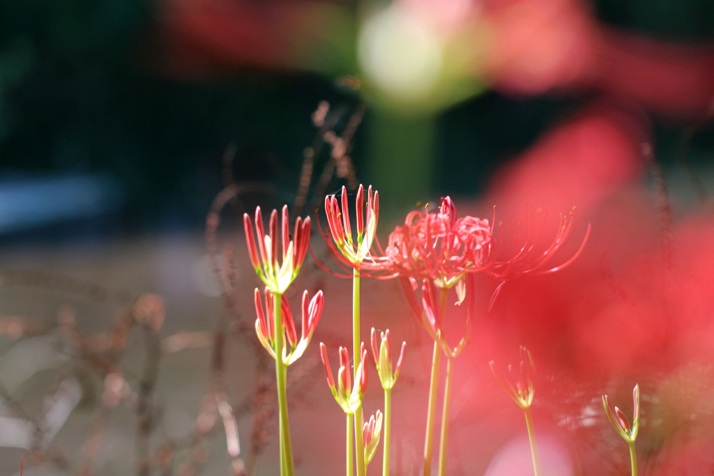 夏送りの花 03