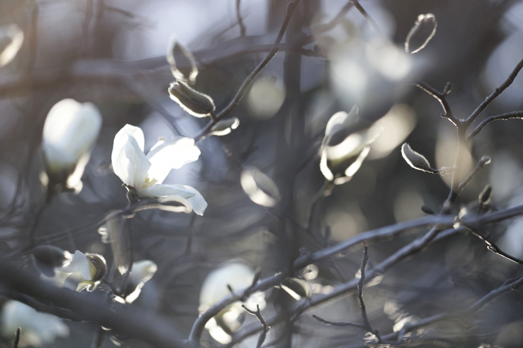 辛夷の花が咲く頃 02