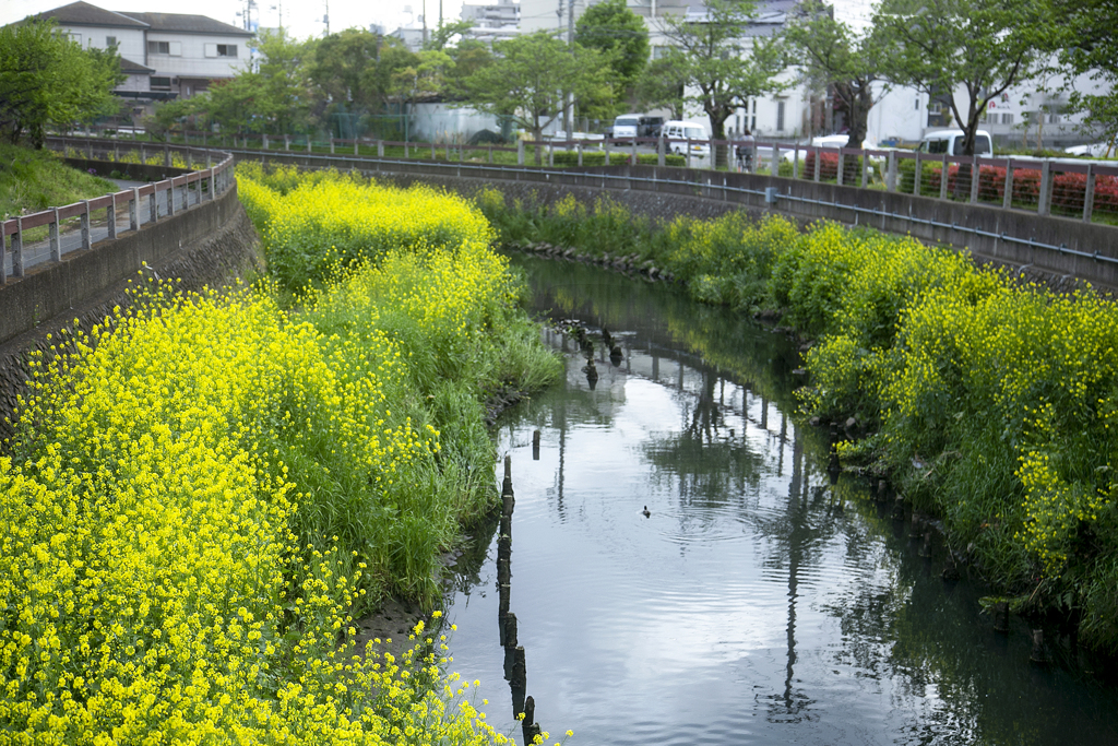 全然有名でない菜の花名所 01