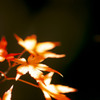 Climax beauty at the end (03)