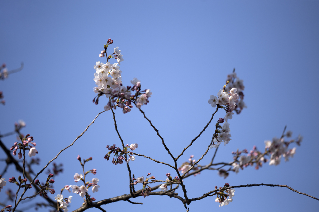 開花 04