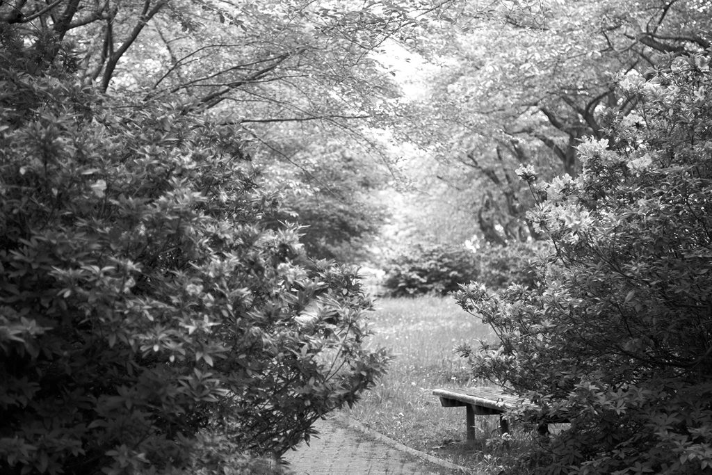 Monochrome flower 01