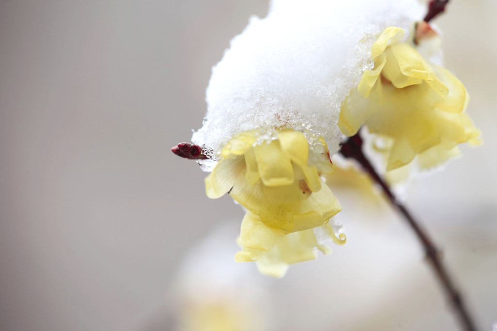 立春の雪景色（市川自然観察園） 10