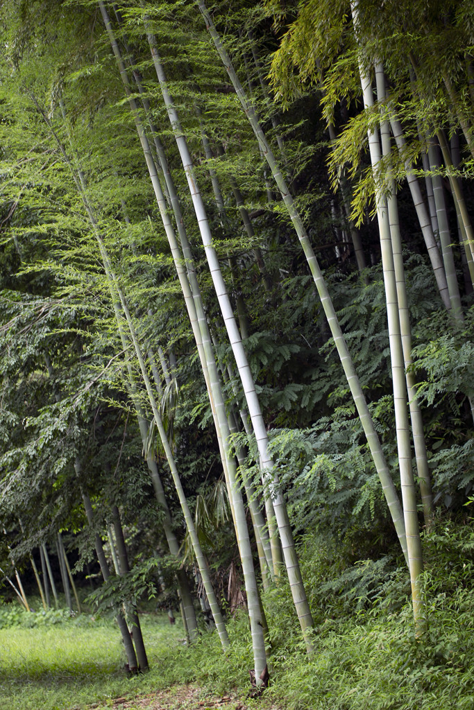Beautiful bamboo forest 01